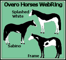 Welcome to the Overo Horses WebRing Homepage